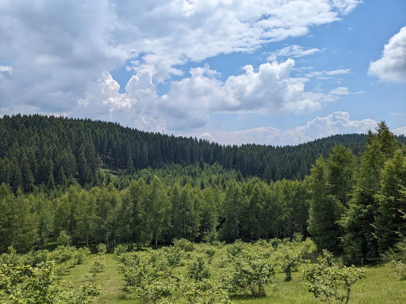 Organska plantaža lješnjaka BIOPIX u Neprivaju kod Vareša