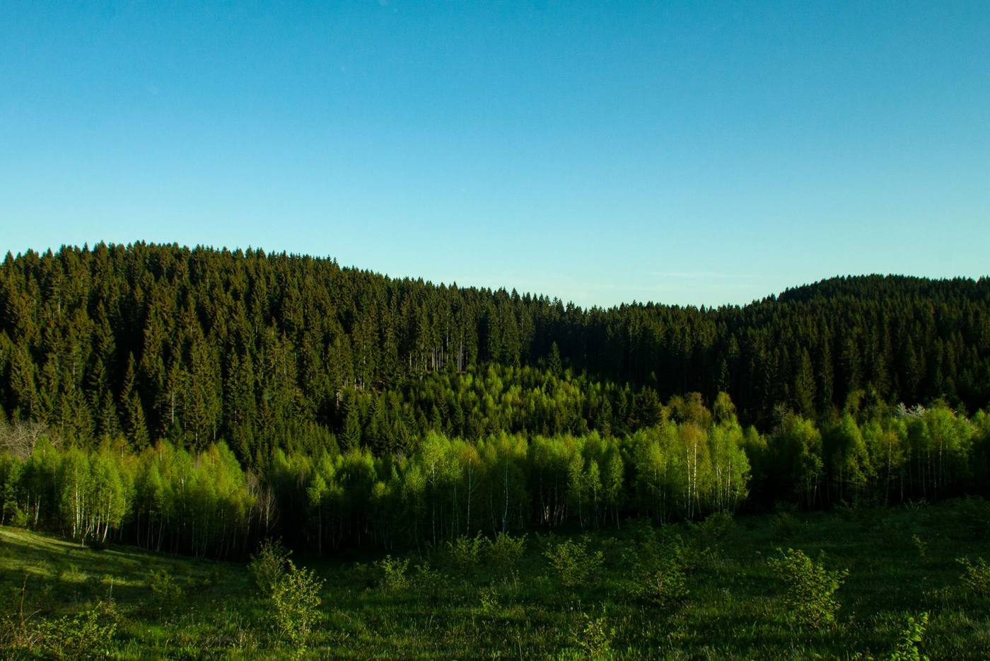 Plantaža lješnjaka u Neprivaju, fotografija 2